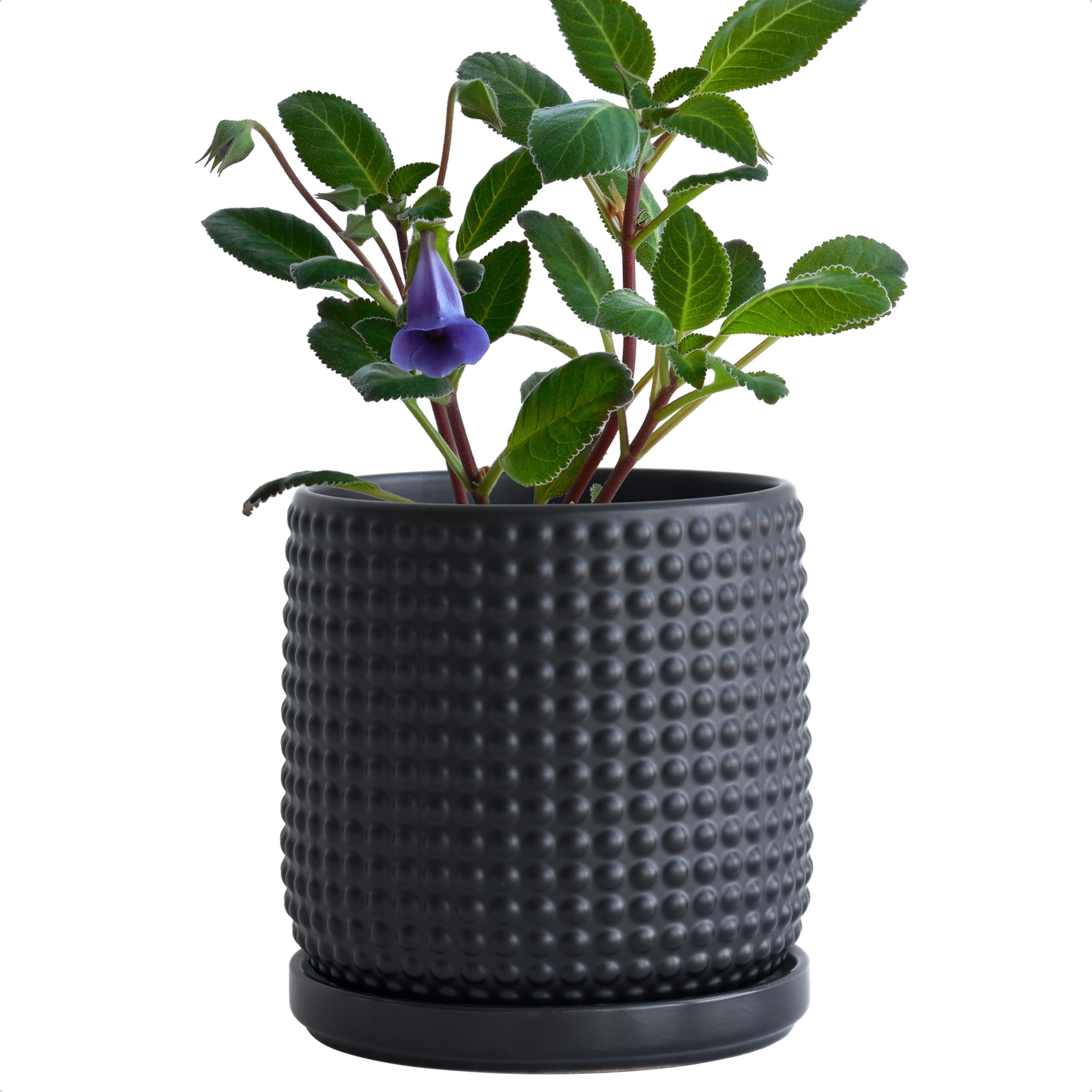 Amazon.com : D'vine Dev 6 Inch Ceramic Beaded Stoneware Planter