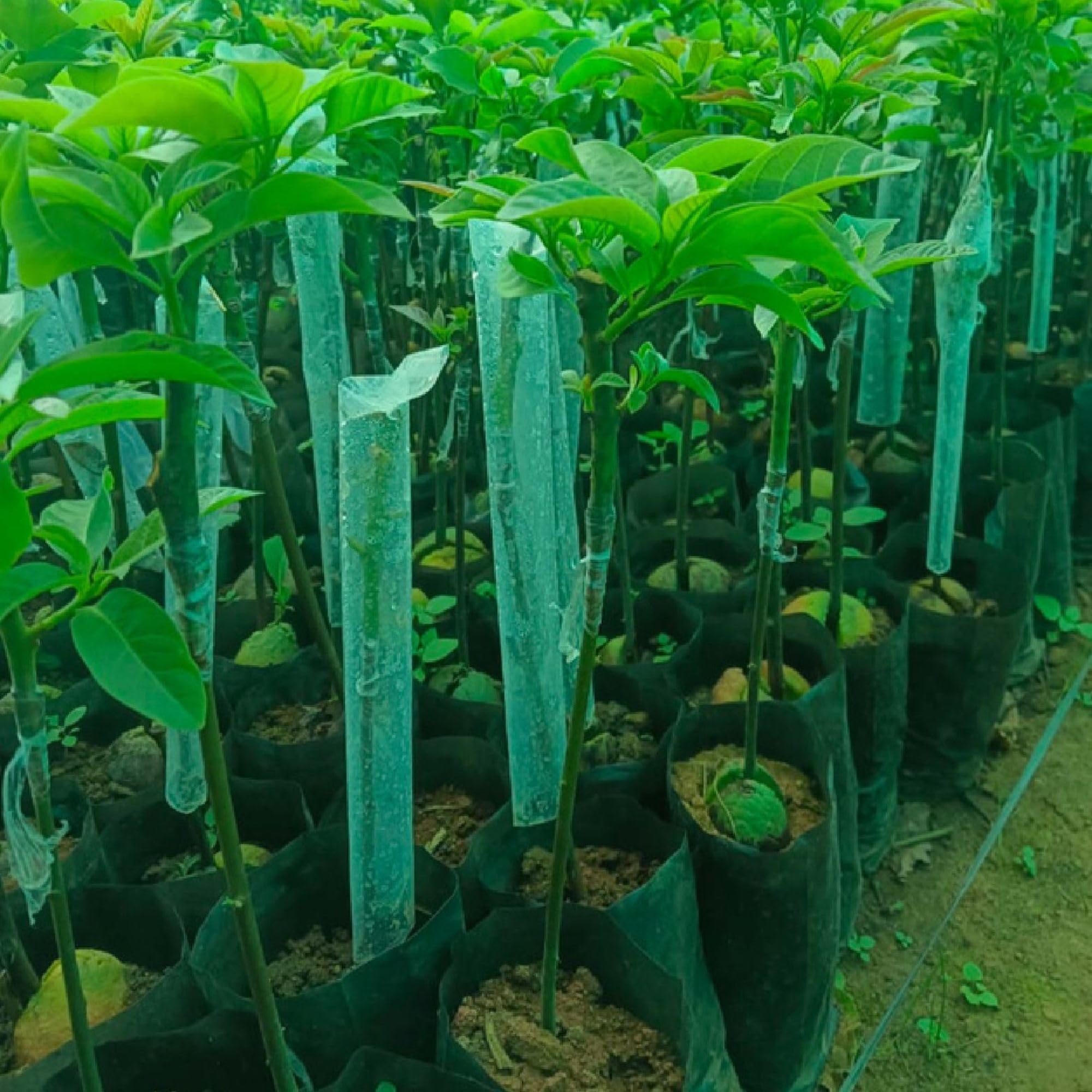 GreenTech Transparent Grafting Cover Size- 2 x 10 inch Nursery, Garden and Outdoor Plants (Pack of 2000)