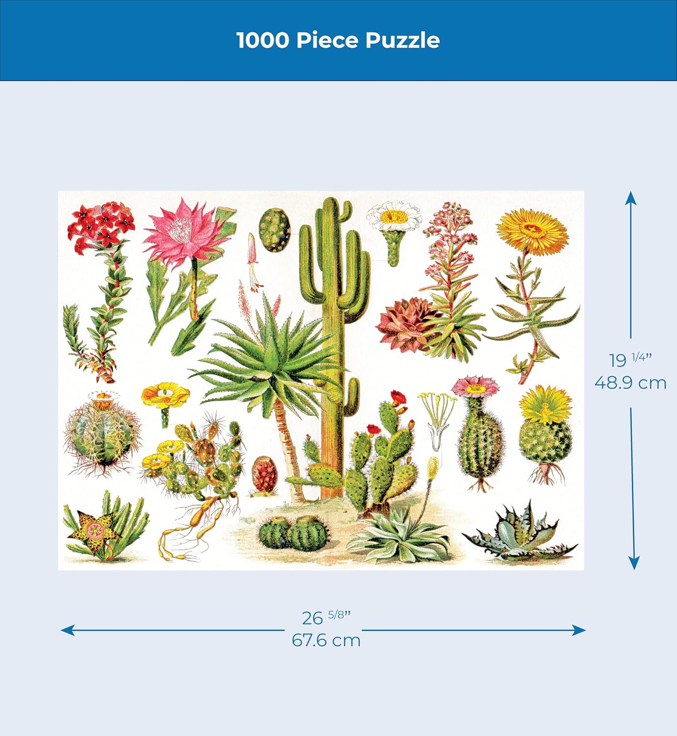 New York Puzzle Company - Vintage Images Cacti ~ Cactus - 1000 Piece Jigsaw Puzzle for Family Game Nights