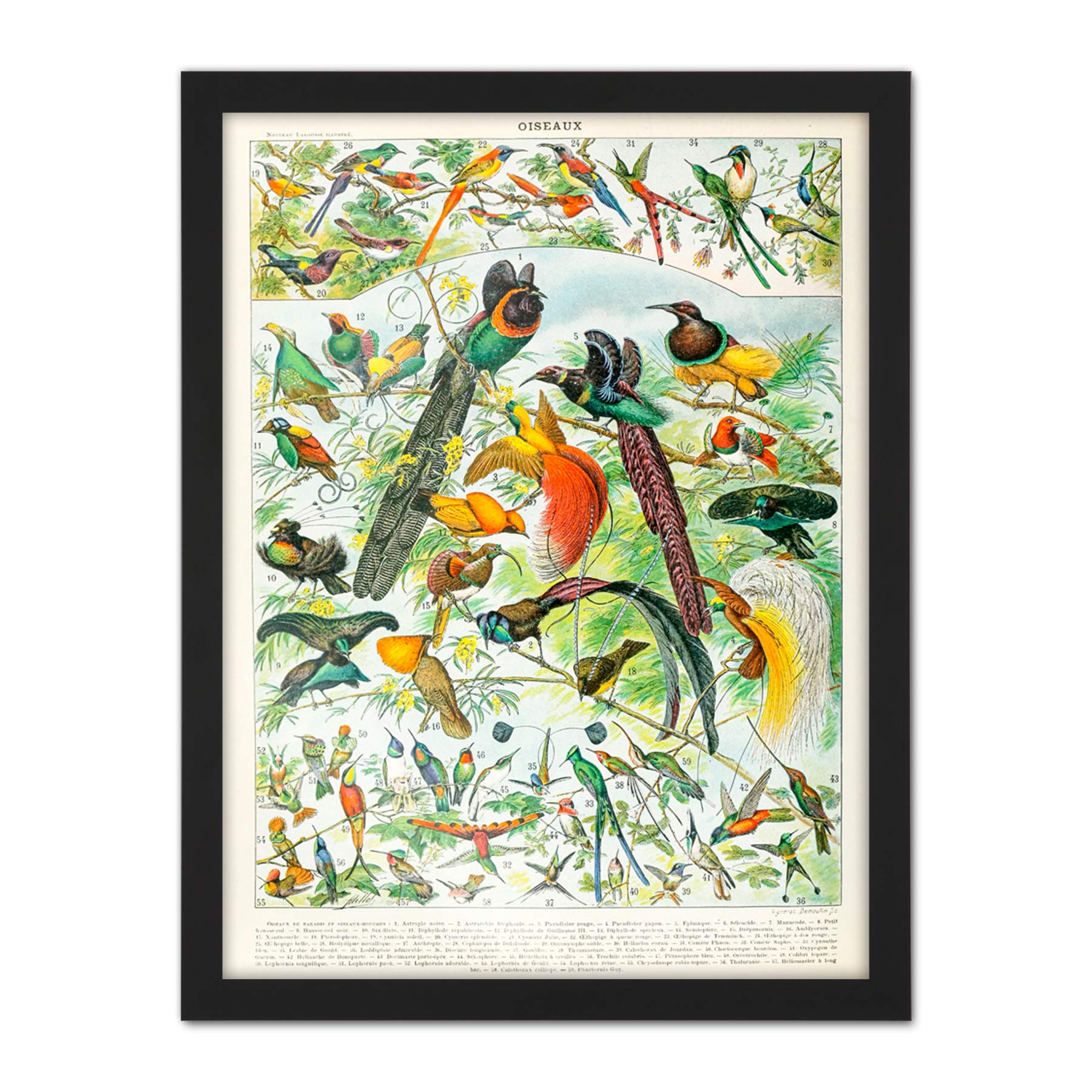 Artery8 Millot Encyclopedia Page Birds Paradise Artwork Framed Wall Art Print 18X24 Inch