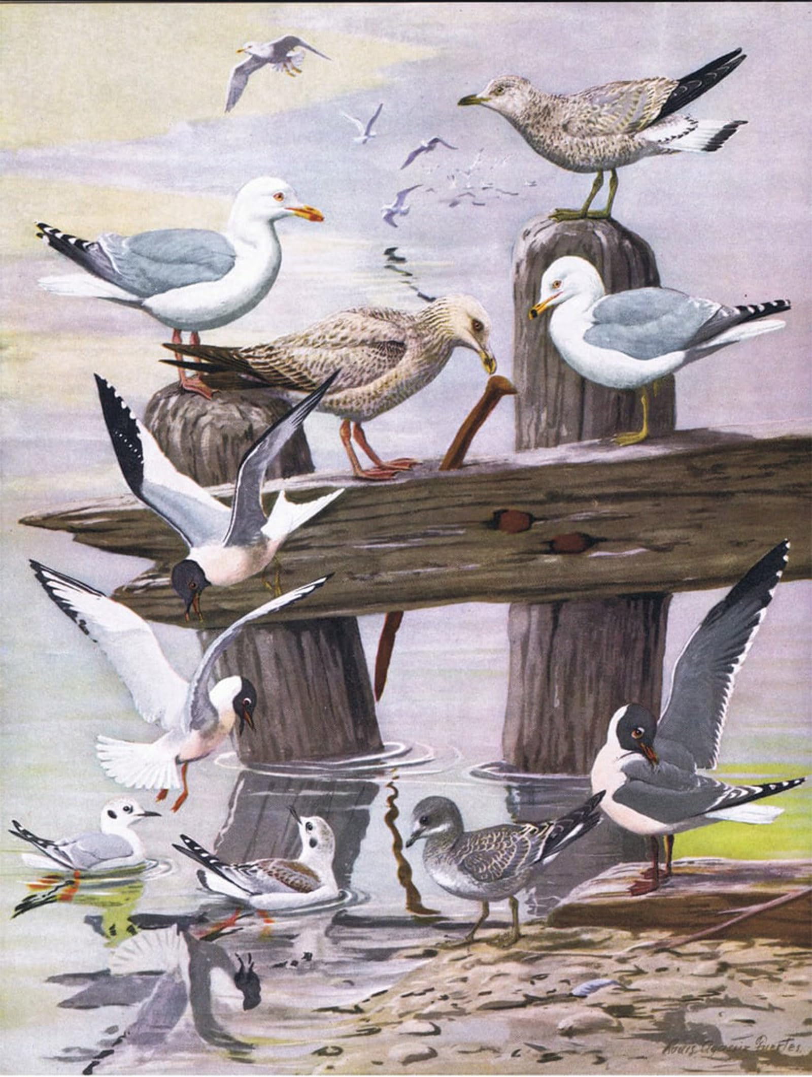 Affiche impression oiseaux de l'Est pour décoration murale salon - 5