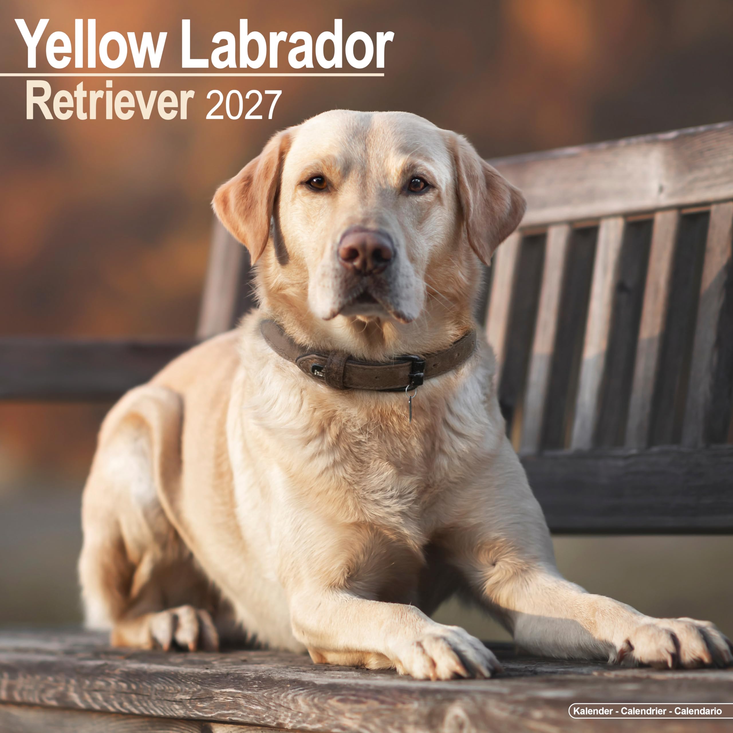 Yellow Labrador Retriever 2027 Calendar | Square Wall Calendar | Dog Breed Gift | Plastic Free Packaging | by Avonside Publishing