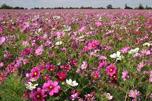 Miniatura 2 de Semillas de flores Cosmos "Sensation Mix" para plantar, más de 100 semillas por paquete, semillas de jardín de Isla (semillas de jardín de Isla),