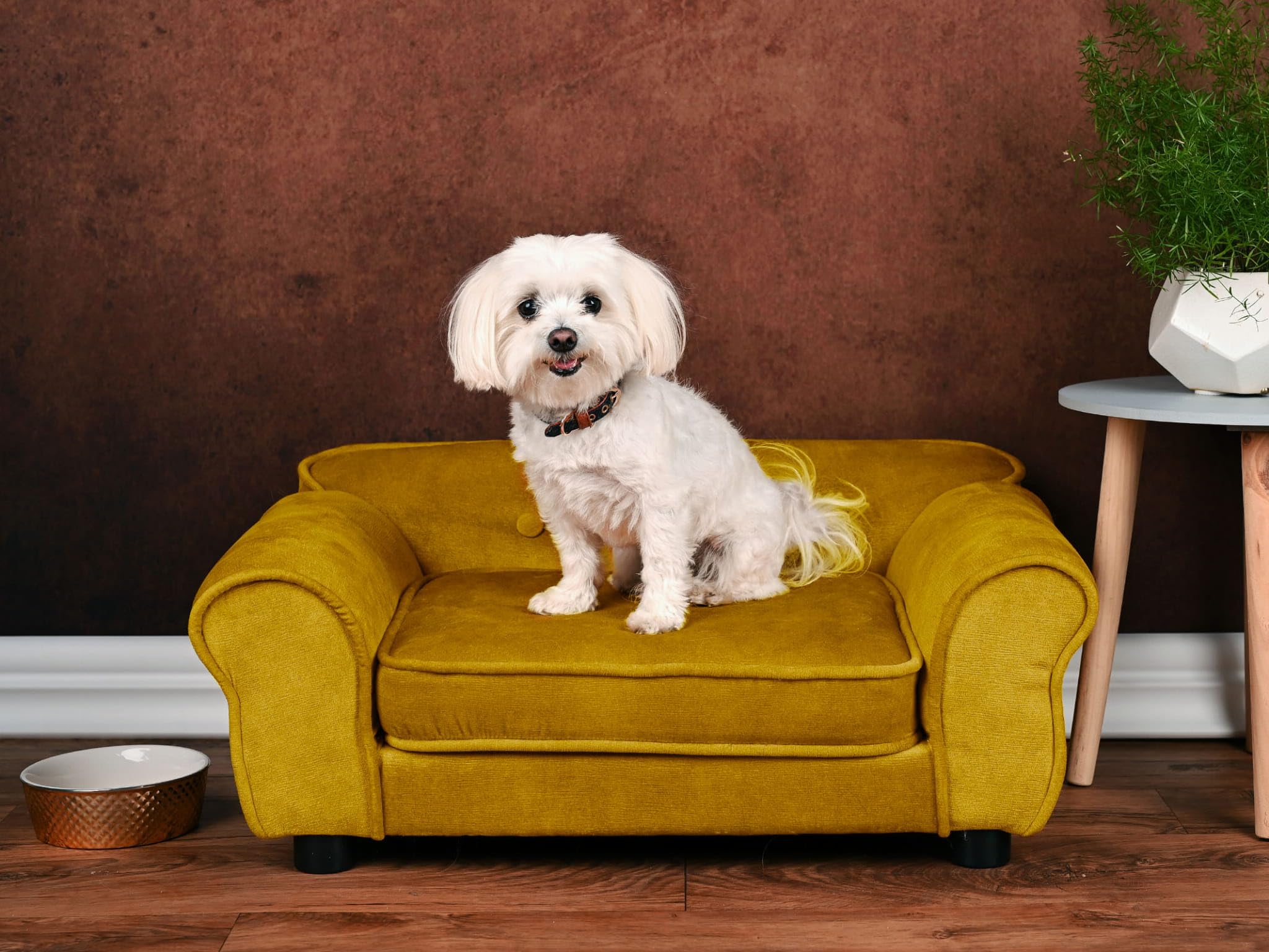 Mg Design Haustiersofa in Gold – stabiles Holzgestell, weich gepolstert, pflegeleicht – Hundesofa & Katzensofa, fertig montiert