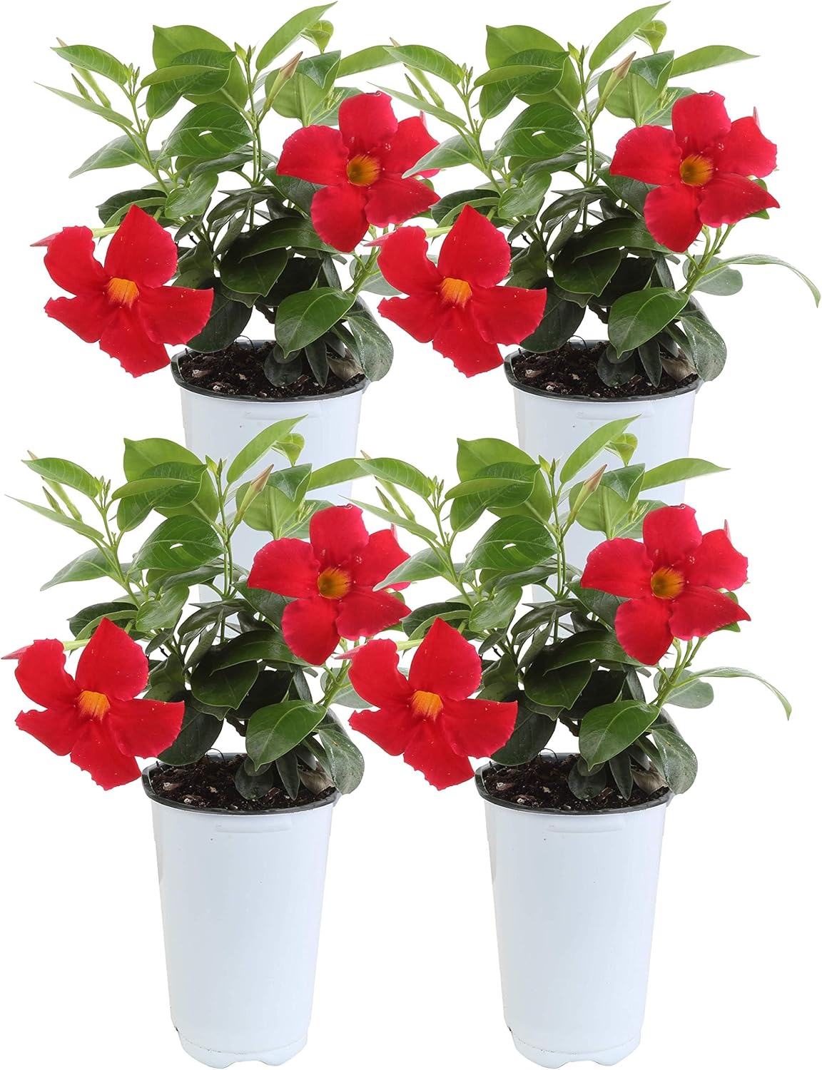 Costa Farms Mandevilla Live Plants – Pack of 4