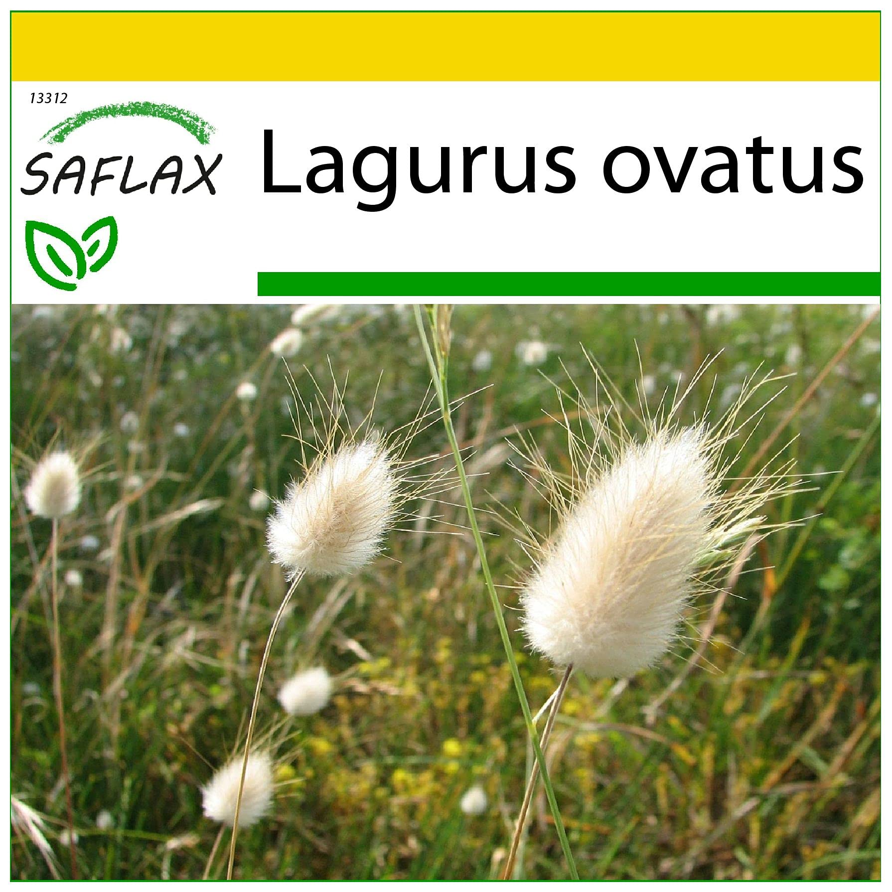 SAFLAX - Anzucht Set - Grser-Bambus-Hasenschwanz-Gras/Samtgras - 100 Samen  - Mit Mini-Gewchshaus, Anzuchtsubstrat und 2 Tpfen - Lagurus ovatus :  Amazon.de: Garten