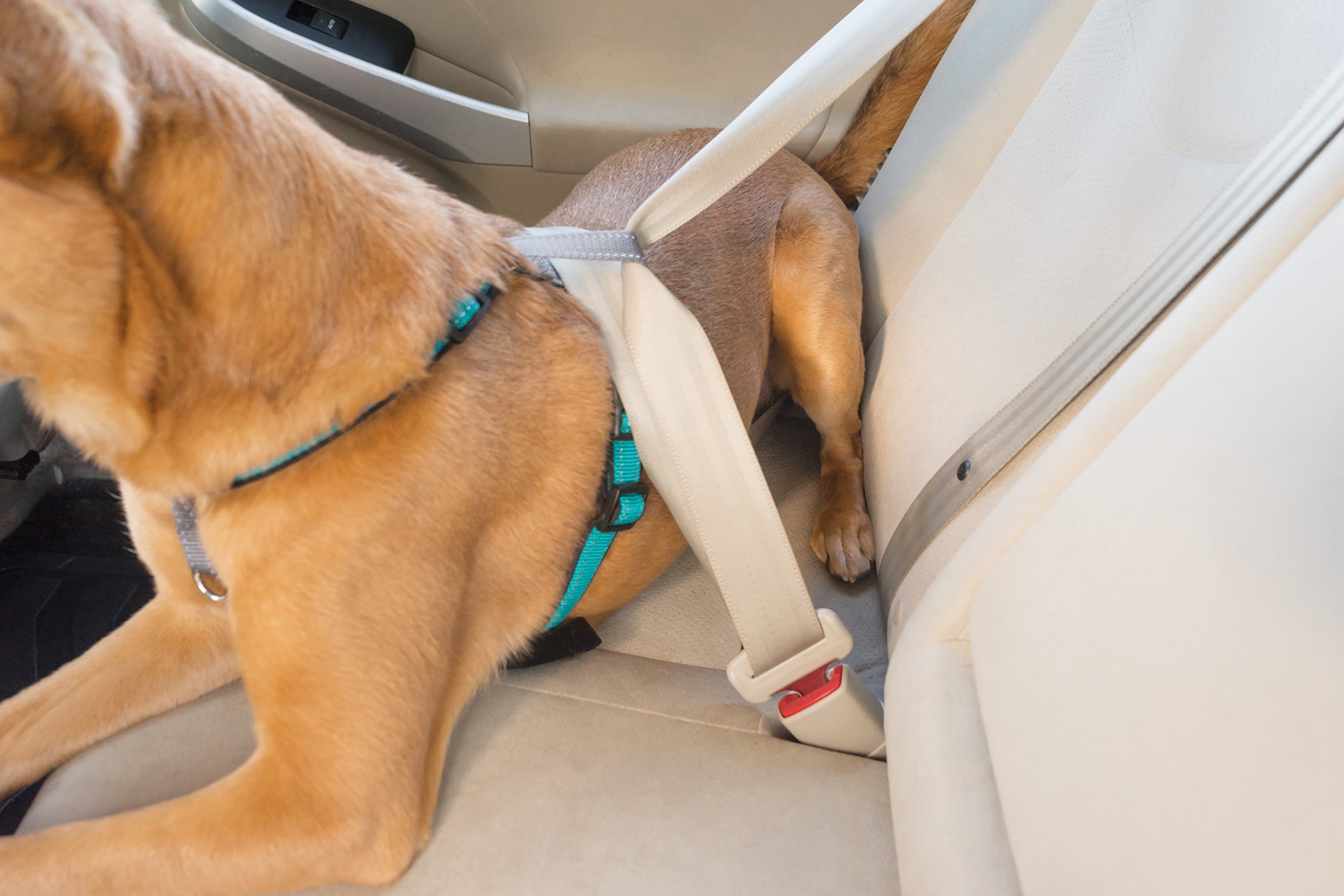 Amazon.co.jp: PetSafe（ペットセーフ） 3in1ハーネス 犬用 引っ張り