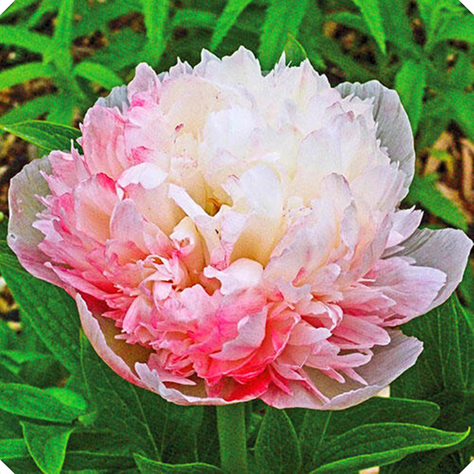 Peony Tubers for Planting,Flowering Rhizome,Excellent Display Indoor, Perennial Balcony Garden Bulbs,Peony Tubers Mix,Peony Tubers Uk-8bulbs-A