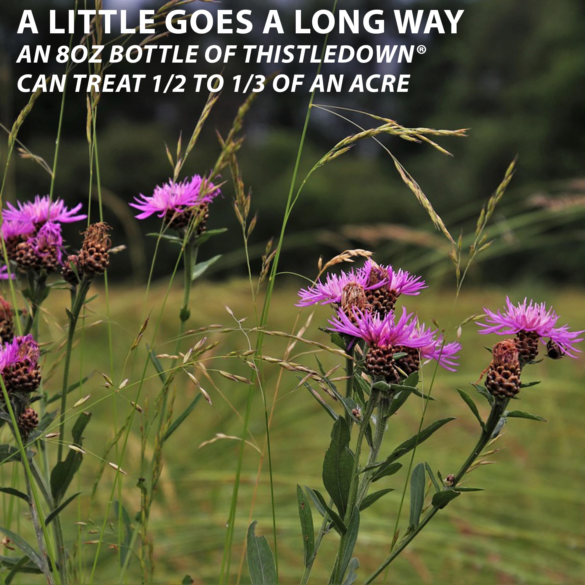 Amazon.com : Monterey Thistledown Bundled with Measuring Spoon - Weed  Killer Thistle and Clover Control Concentrate - 8 oz : Patio, Lawn & Garden