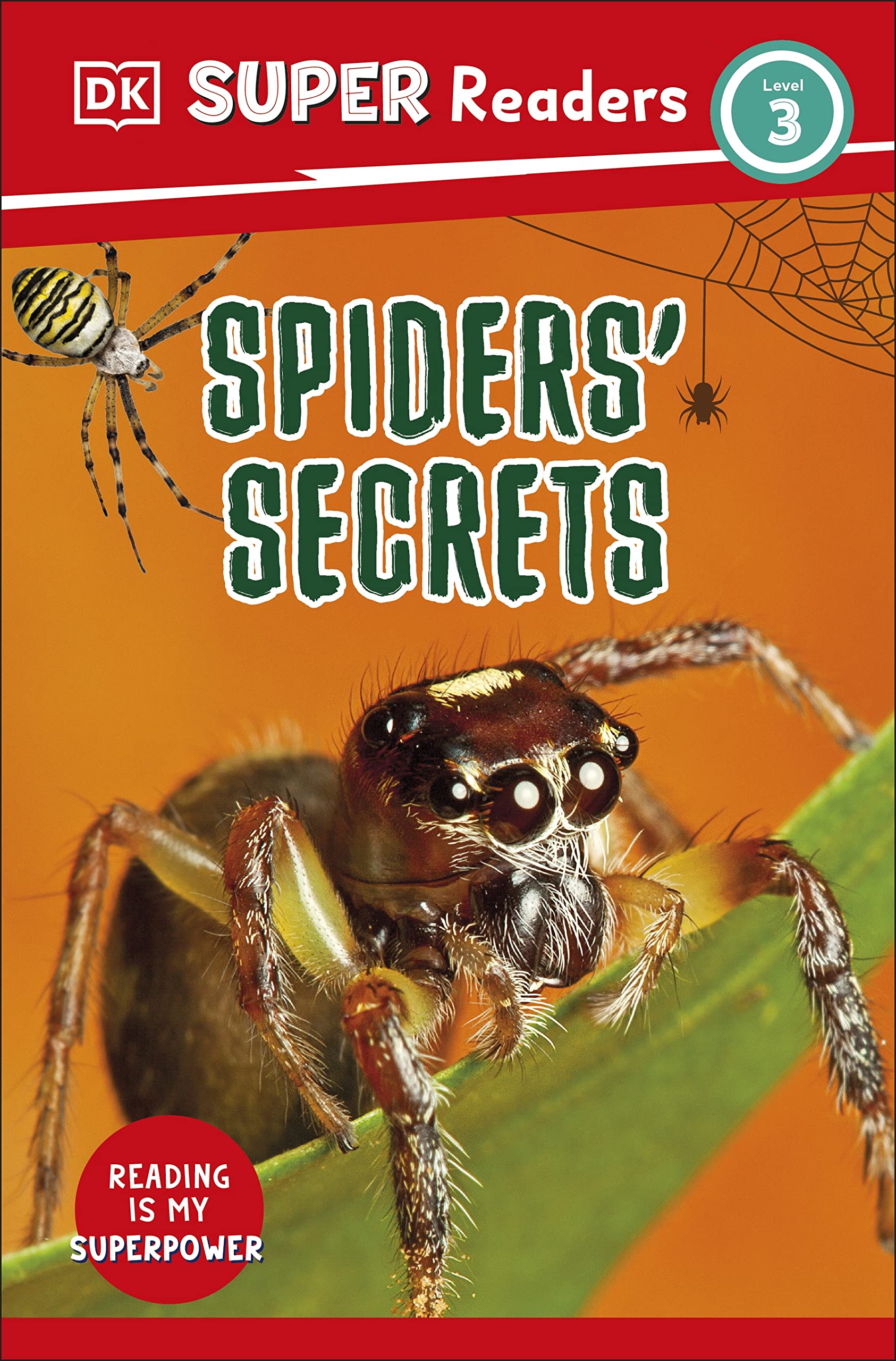 Survival Secrets: How Spiders Get Their Daily Drink - l9uylsp