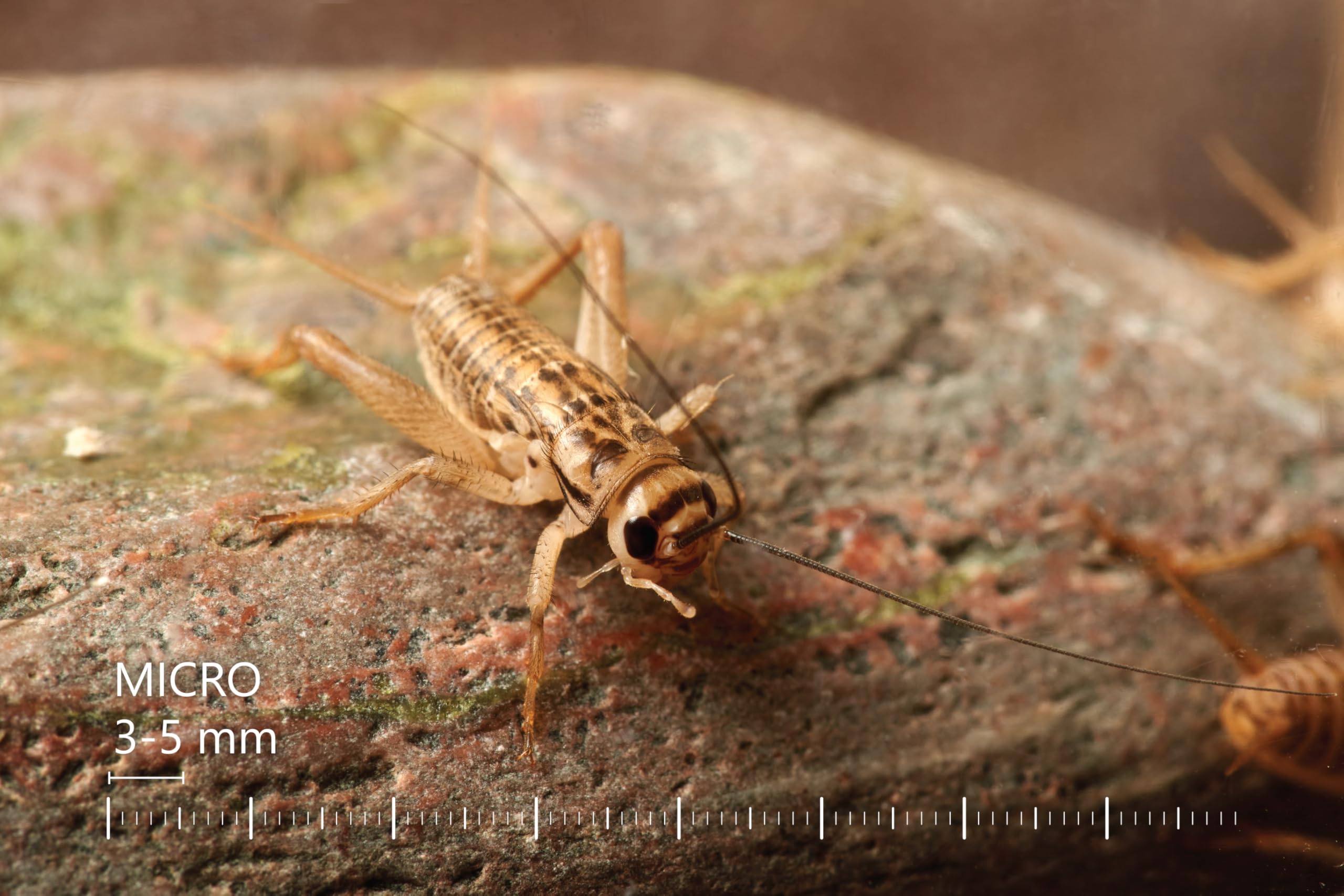 Żywe świerszcze domowe | rozmiar 2 (6-8 mm) Bardzo małe| MINI op – 150 szt. | karmowe wylęg