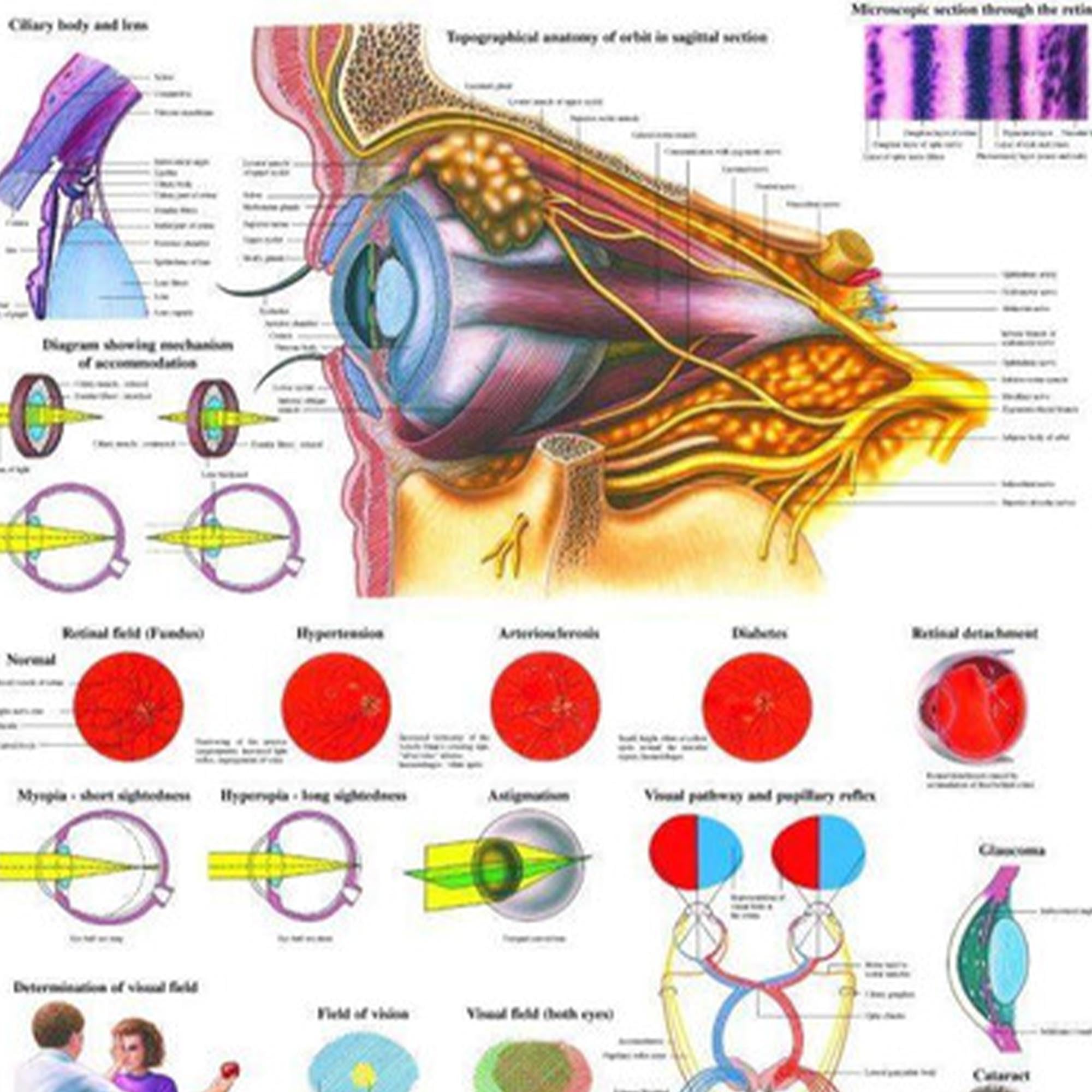 The Human Eye Laminated Anatomy Chart