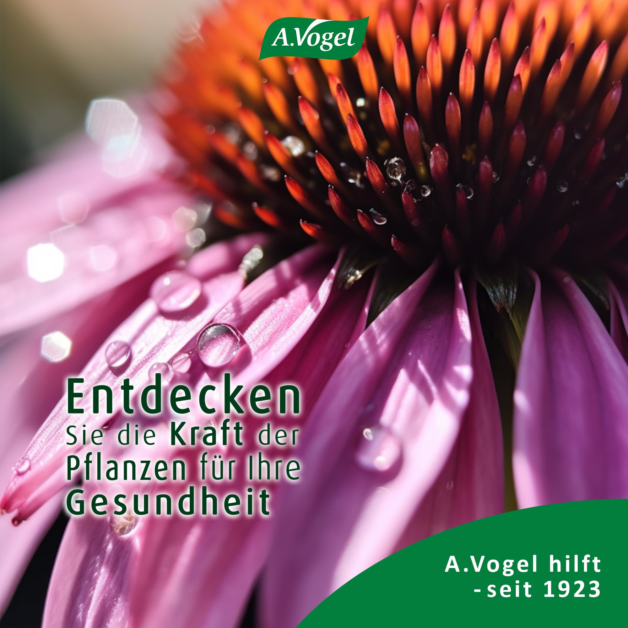 A.Vogel Echinaforce Forte Immune Tabletten 3 x 30 Stück, Immunsystem und Abwehrkraft, Nahrungsergänzungsmittel aus Echinacea Purpurea Extract, vegan, glutenfrei, laktosefrei