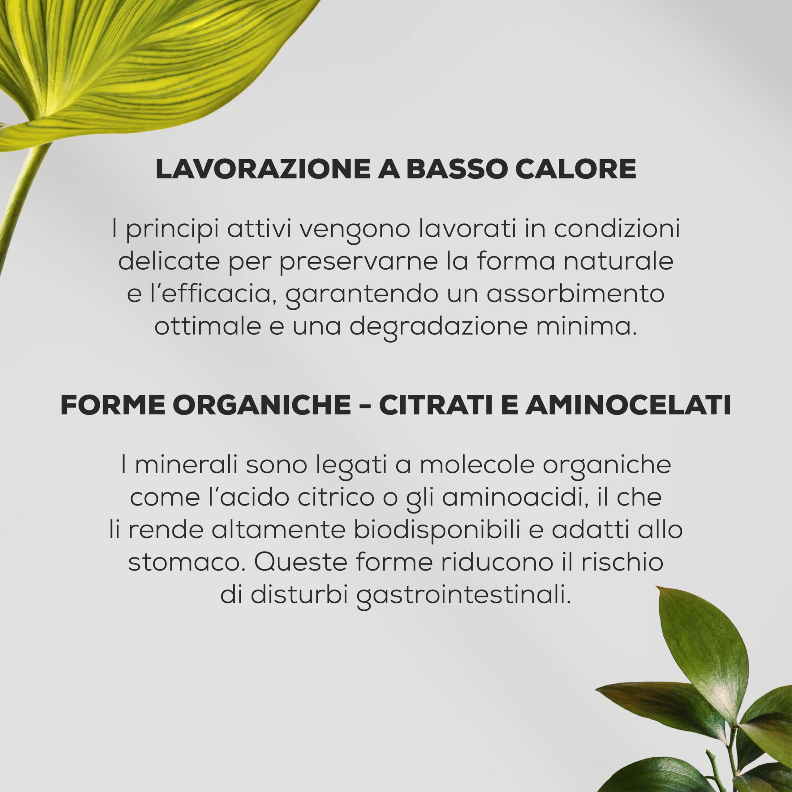 BioTechUSA Calcium Zinc Magnesium | da fonti organiche | Calcio e magnesio per la funzione muscolare | Zinco per il sistema immunitario | 90 compresse
