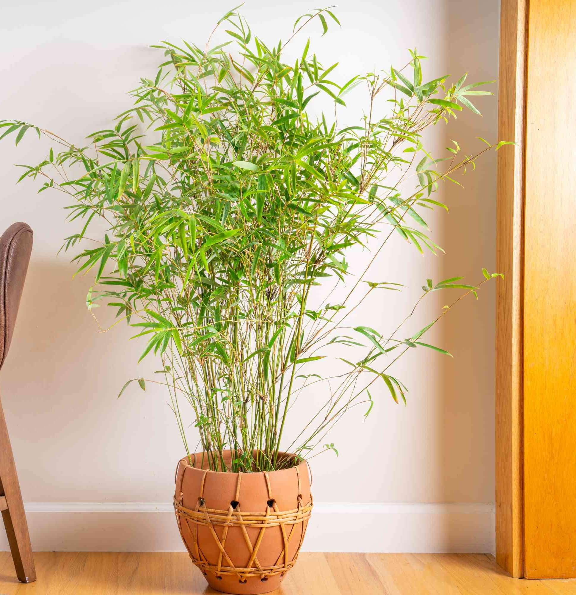 GOLDEN BAMBOO PLANT SMALL POT INDOOR & OUTDOOR GARDEN LIVE ORGANIC HYBRID TREE 1 (B0CXMK928V) Amazon Price History, Amazon Price Tracker