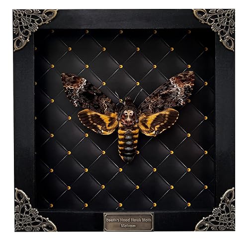 VINADECOR Real Death Head Moth Acherontia Entomology Black Wooden Frame Handmade - Skull Moth Frame Taxidermy Taxadermy K18-01-NEM - 01-Rhombus Frame