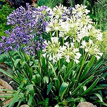 Agapanthus africanus Blue and White Twister Collection (4 Plants) Real Hardy Garden Plants from Holland Perennial Flower Bulbs for Pot and Garden (No Seeds, Not Artificial)