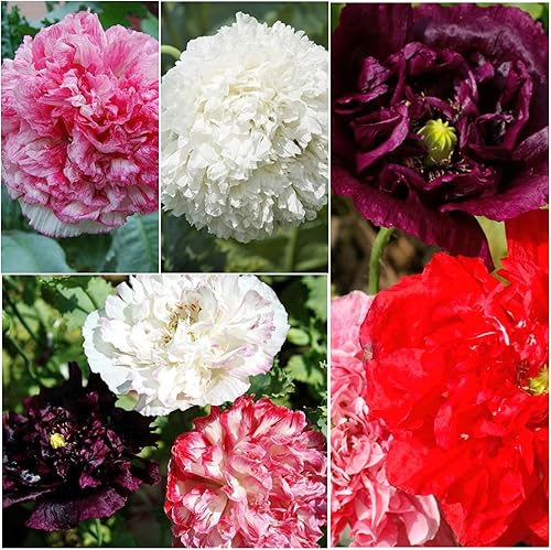 Miniatura 7 de Seed Needs, Antique Shades - Semillas de peonía y amapola  5,000 semillas de reliquia para plantar papaver paeoniflorum  Atrae mariposas y otros