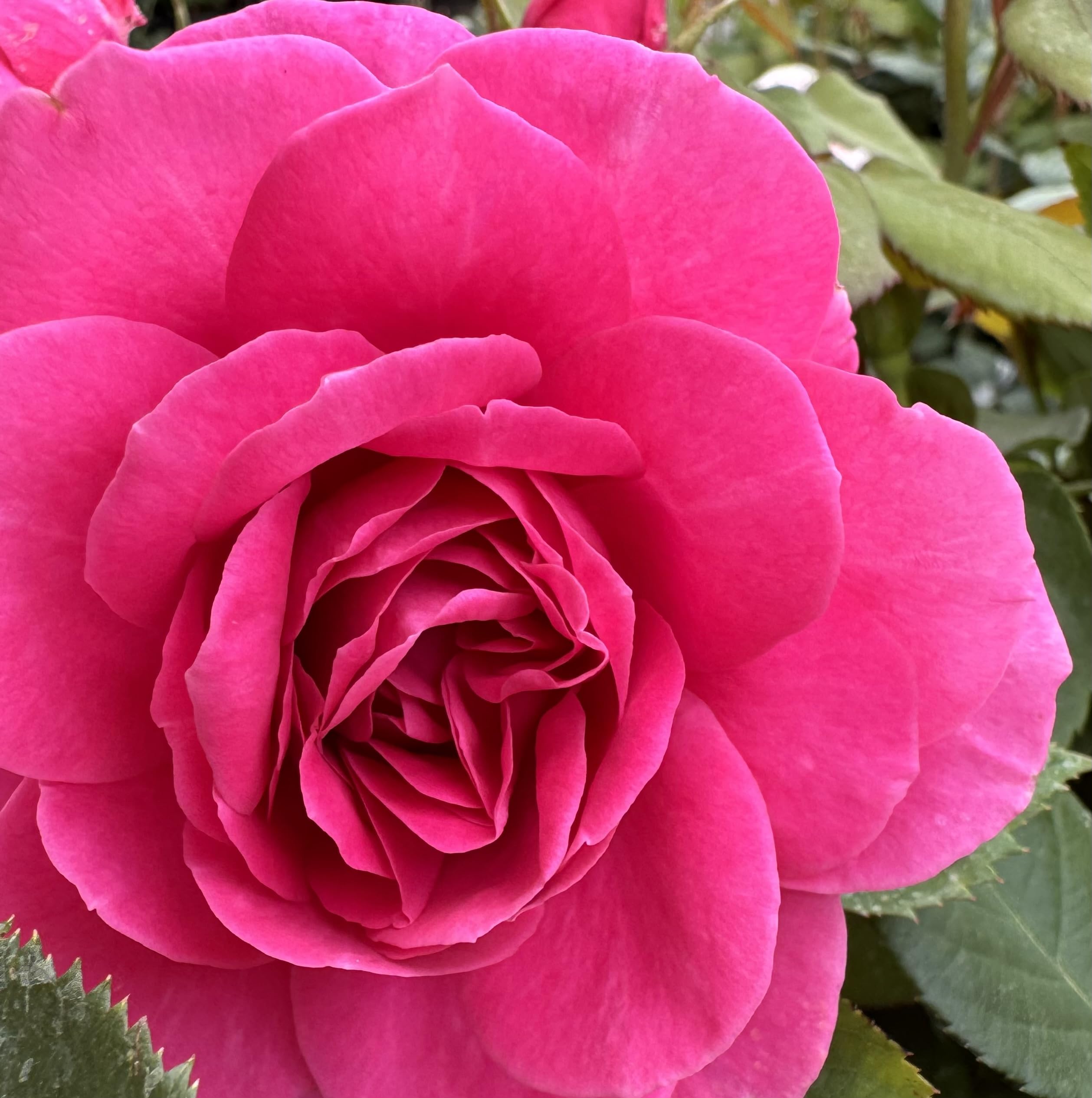 Lea’ Potted Rose - Lovely Deep Pink Blooms - Renaissance Rose – 4L Potted