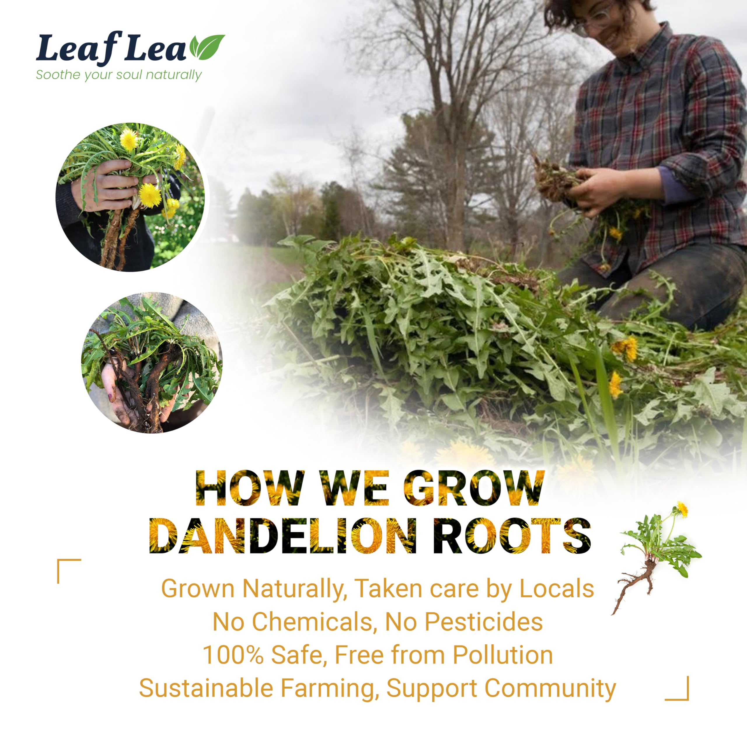 LeafLea 80 Dandelion Tea Bags, All Natural and Pure Dandelion Root Tea, Supports Digestion & Immune Health, Individually Wrapped Tea Bags, Caffeine-Free, Vegan, No Sugar, Gluten-Free, Non-GMO, 2 Pack: Dandelion Root 120 Tea Bags (Pack of 3)