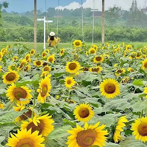 Miniatura 2 de 50 semillas de girasol multicabezadas para plantar, flores de jardín raras e impresionantes sin OMG, instrucciones de plantación para un fácil