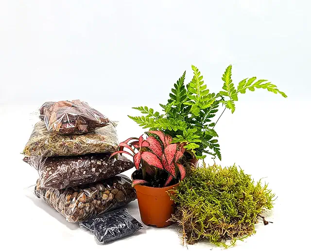 DIY Small Closed Terrarium Kit for Adults with 2 Humidity Loving Plants