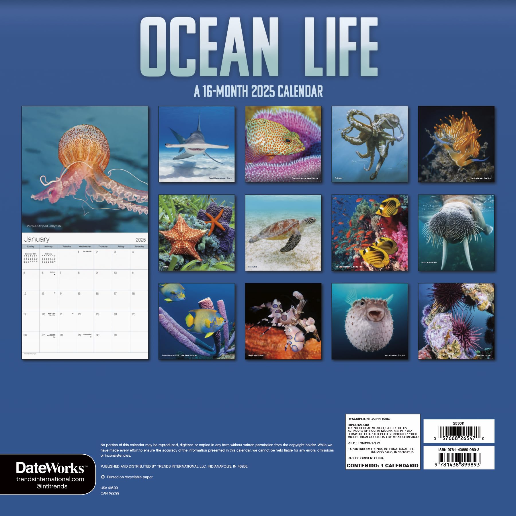 Calendario de pared 2025 Ocean Life