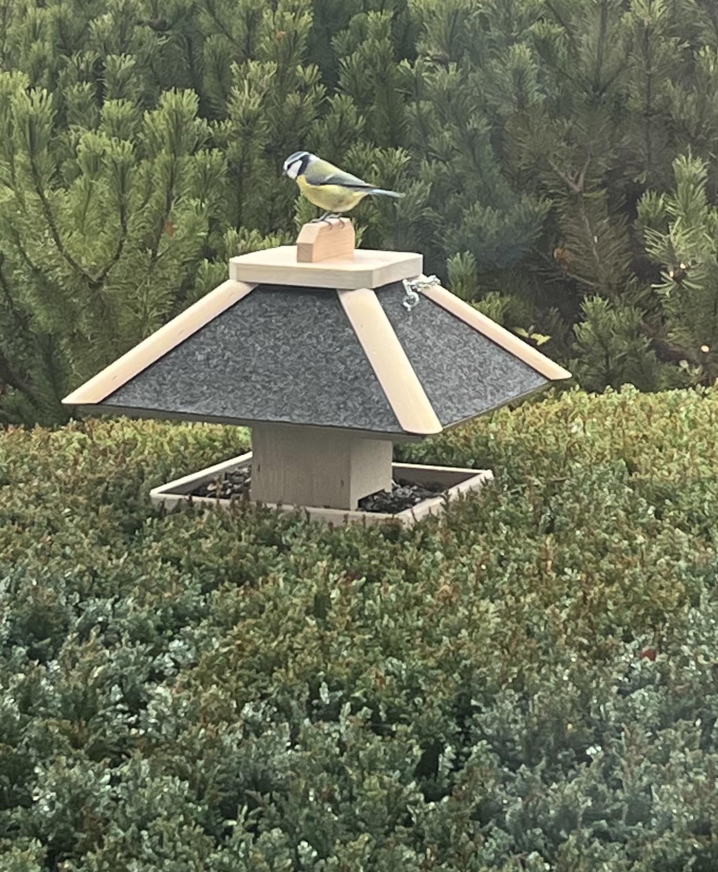 Mangiatoia per uccelli 1