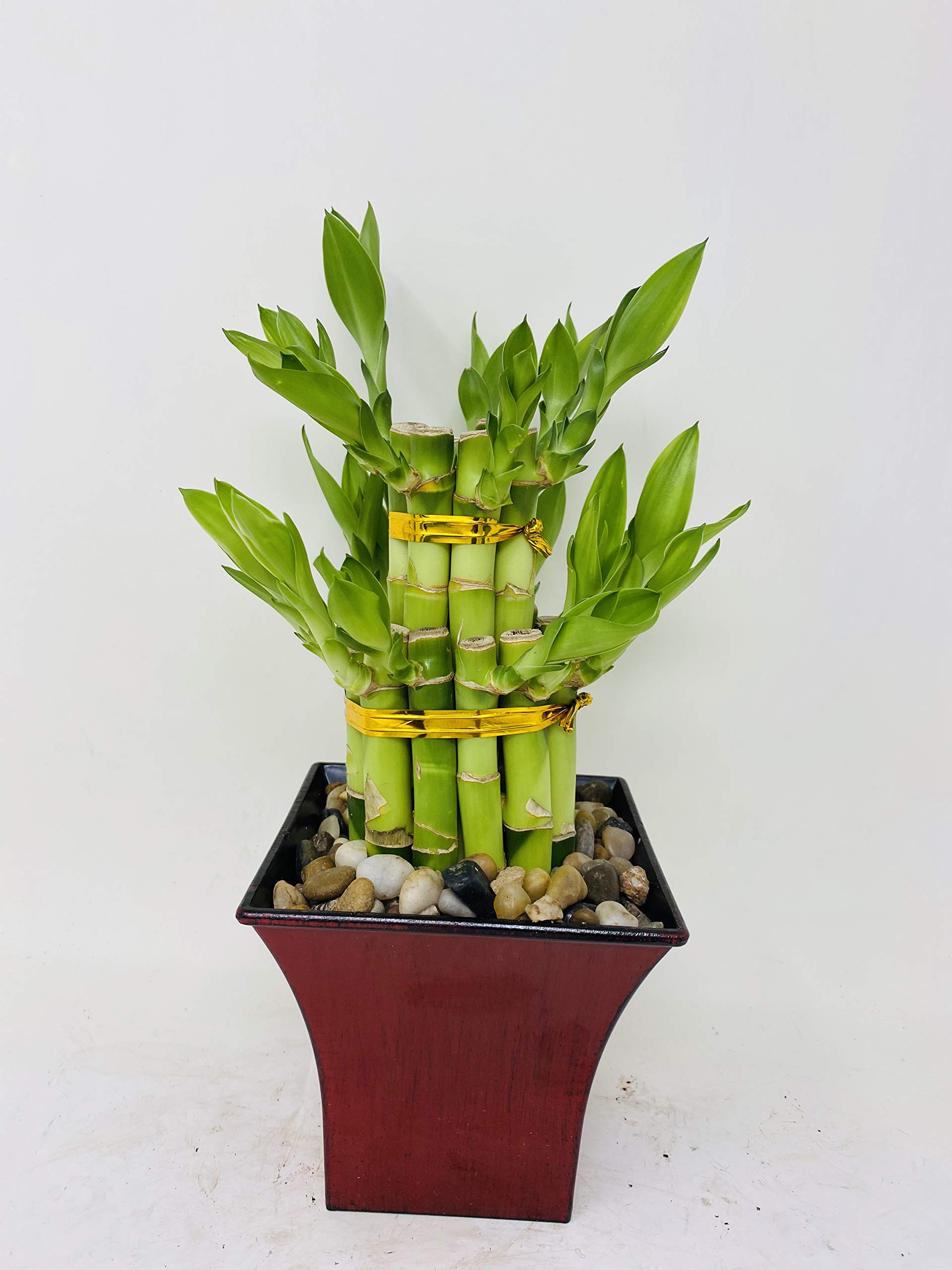 Jmbamboo 2 Tier Lucky Bamboo - 6" & 4" Lucky Bamboos in 2 Tiers -With 5'' Vase Color Fuchsia