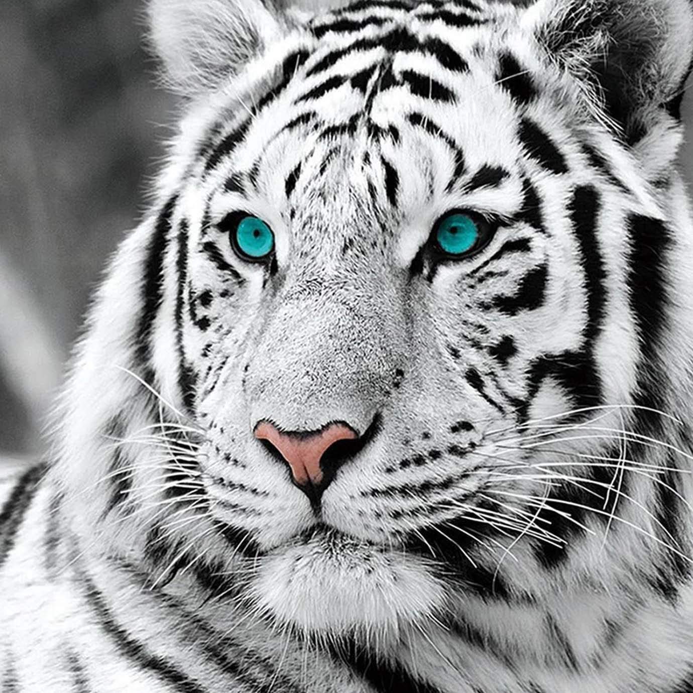 Diymood DIY 5D Diamond Art Painting White Tiger Kit for Adults - Diamond Art | Full Drill Round Crafts | Crystal Embroidery Mosaic Picture | Beginner | Home Wall Decor | 30x30cm (12x12inch)