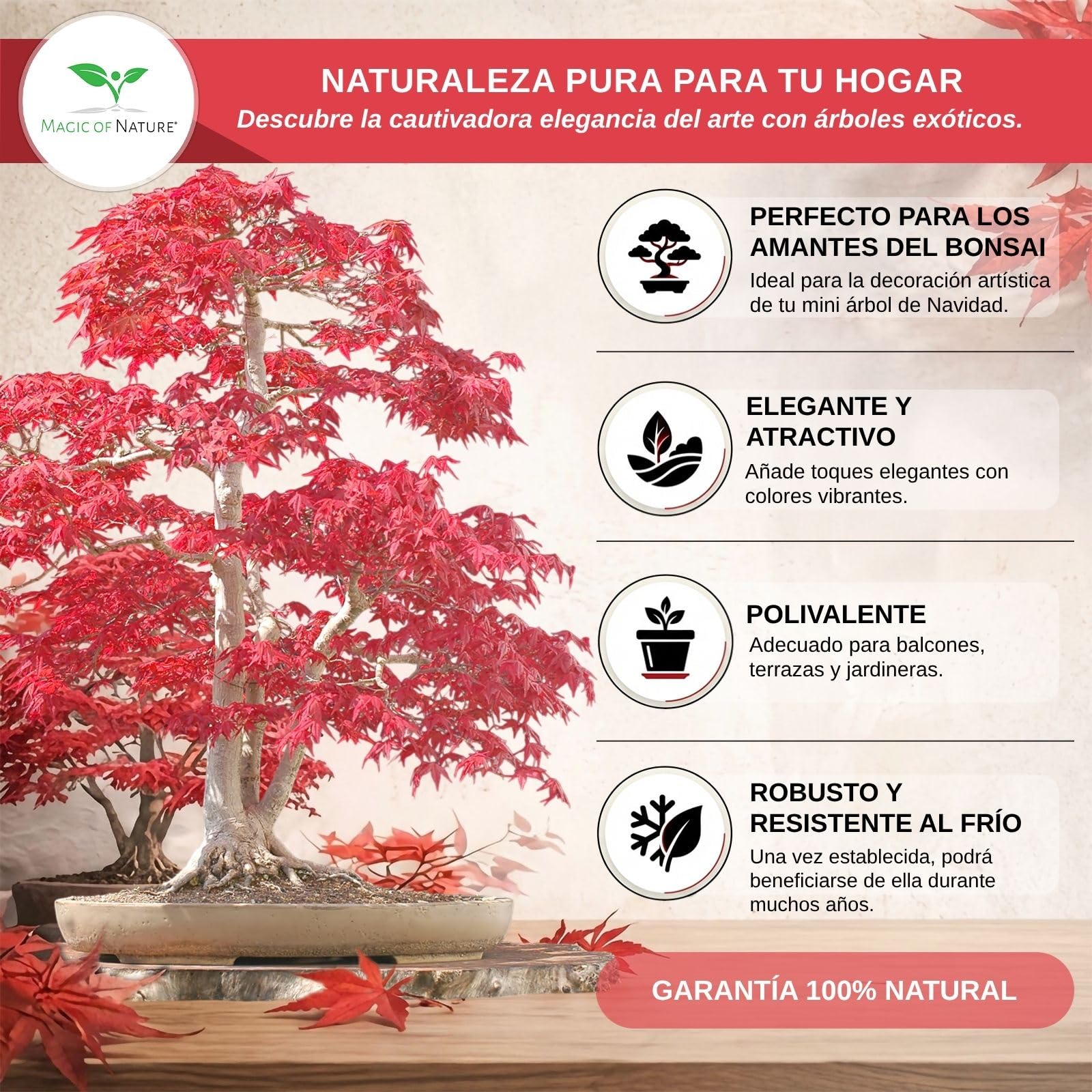 Magic of Nature: Semillas de Arce Japonés Rojo (20 Uds) Adecuado para Bonsái