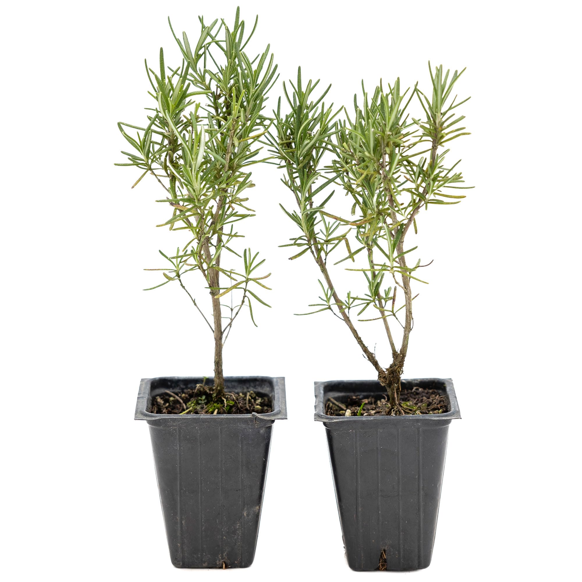 CitronellaKing 2 Tuscan Blue Rosemary