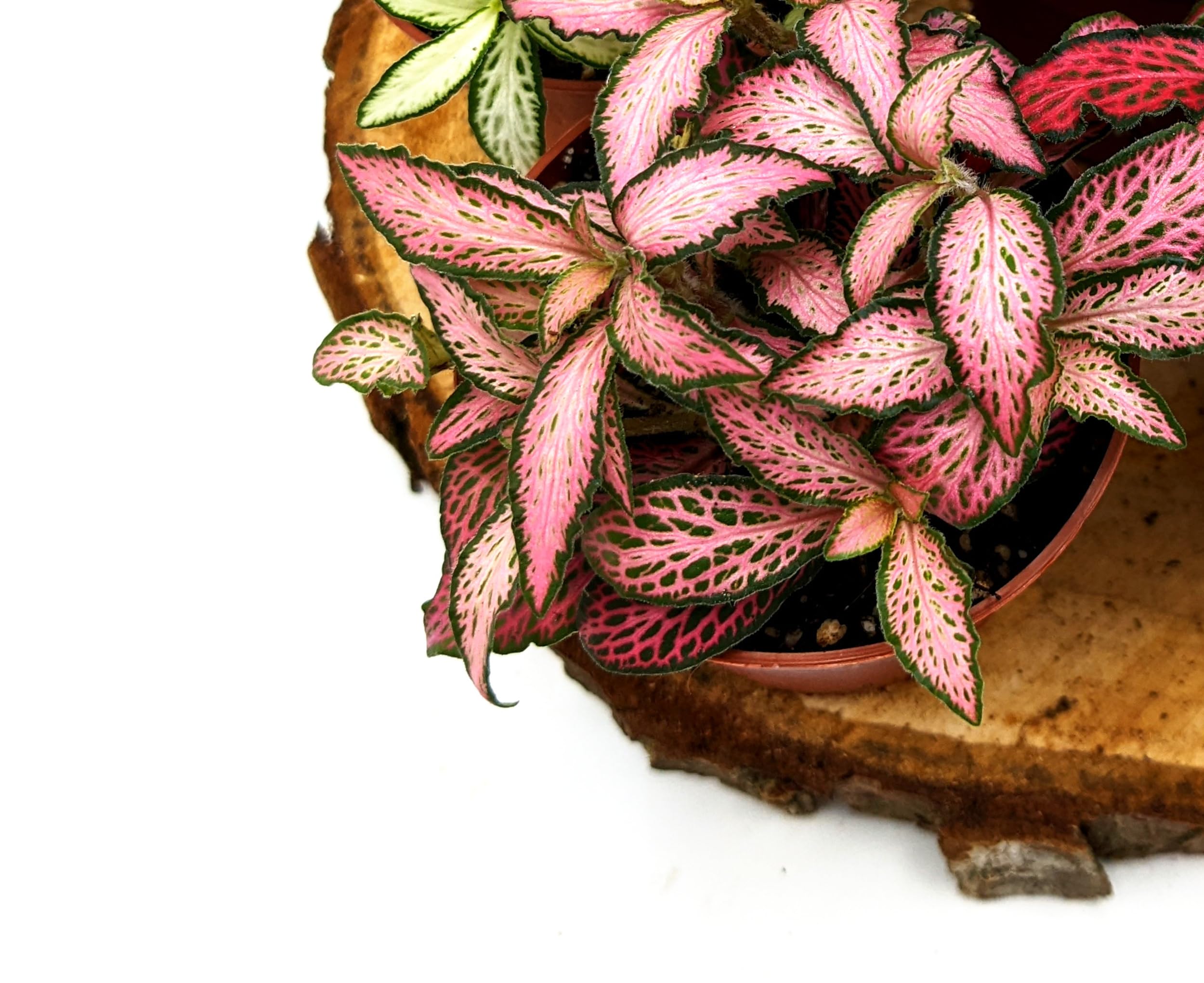 Fittonia Nerve Plant • Closed Terrarium Plant • Houseplant • 8cm Pot (Pink) — image 1