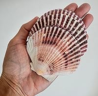 Vista 5 de Generic Conchas grandes de vieiras mixtas de playa, conchas marinas naturales del océano, decoración náutica del hogar, fiesta temática de playa