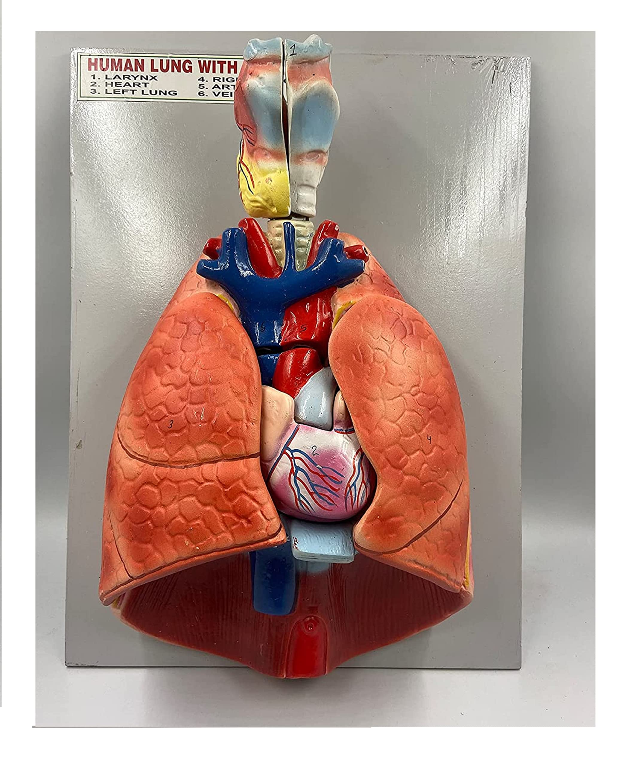 Lexbax Human lungs Model with heart Anatomical Model |Respiratory Model | Valves, and Major Blood Vessels with Detailed Study Guide (B0BFFCC5MQ) Amazon Price History, Amazon Price Tracker