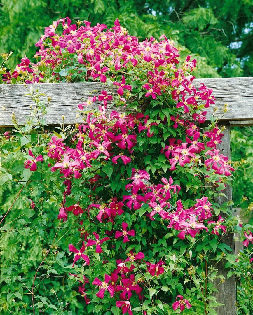 Clematis viticella 'Madame Julia Correvon' 100-150 cm - Italienische Waldrebe, rote Blüten, Blütezeit Juni-September, ideal für Rankgerüste, pflegeleicht und winterhart