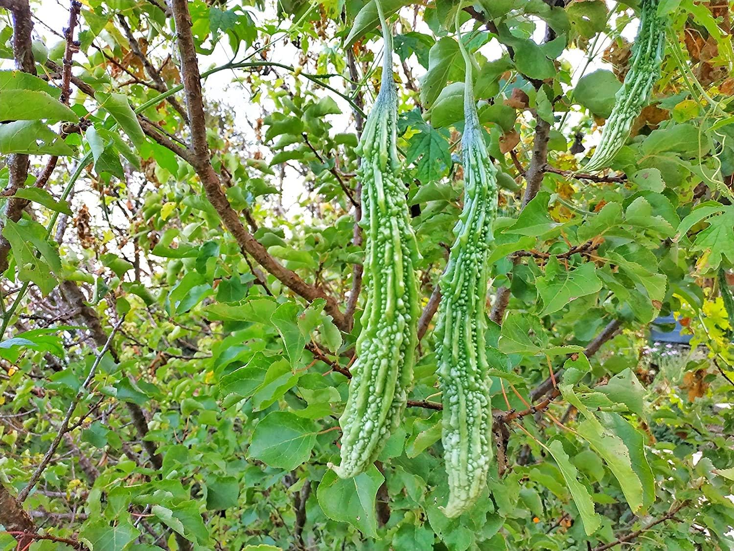 Seeds Long Bitter Gourd/Karela/Pavakai Seeds 20 Seeds-image-34