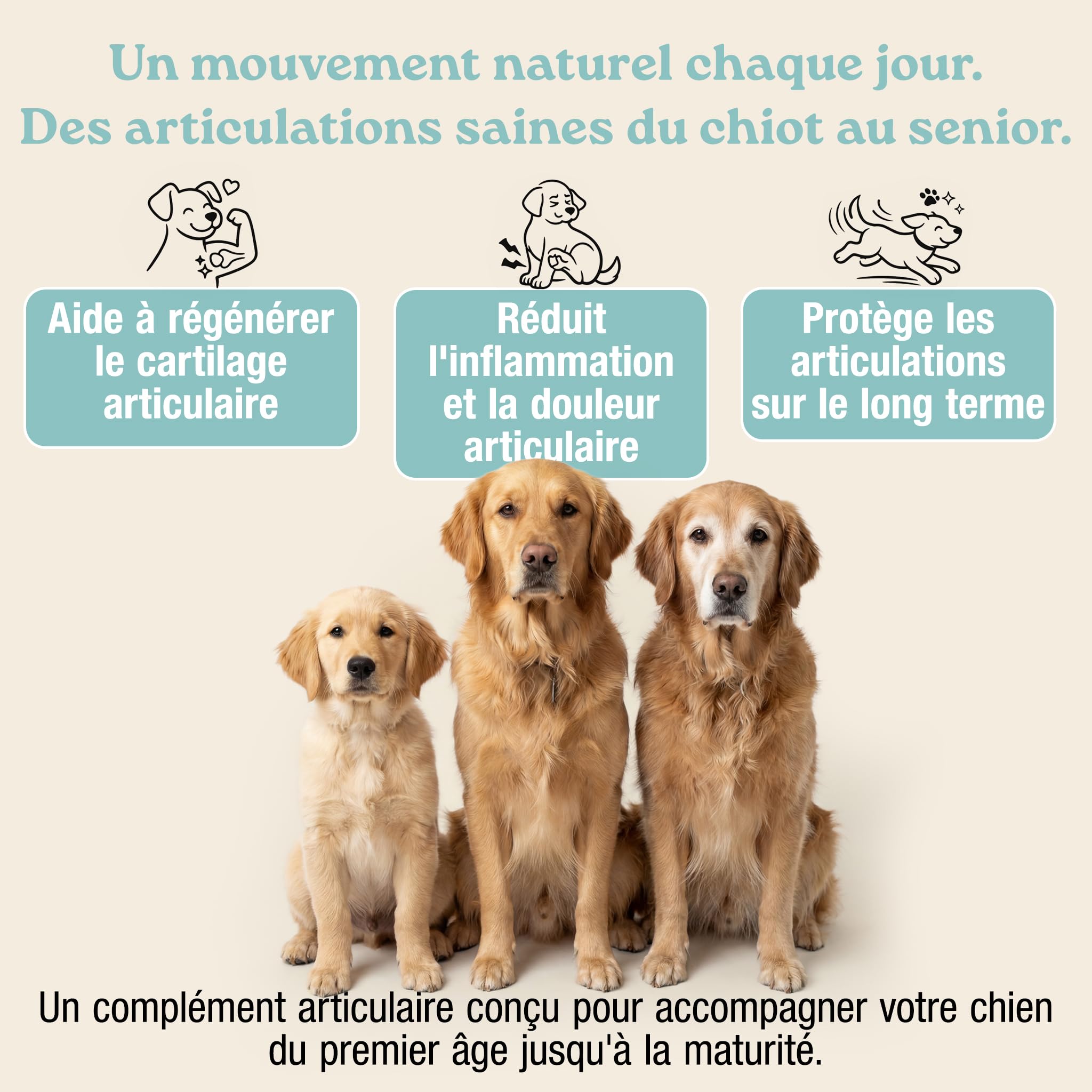 MyPetPrime Articulations Chien Complément Alimentaire 125 Comprimés | Nouvelle Formule JointSupport avec MSM, Poudre de Moule Verte, Glucosamine et Griffe du Diable