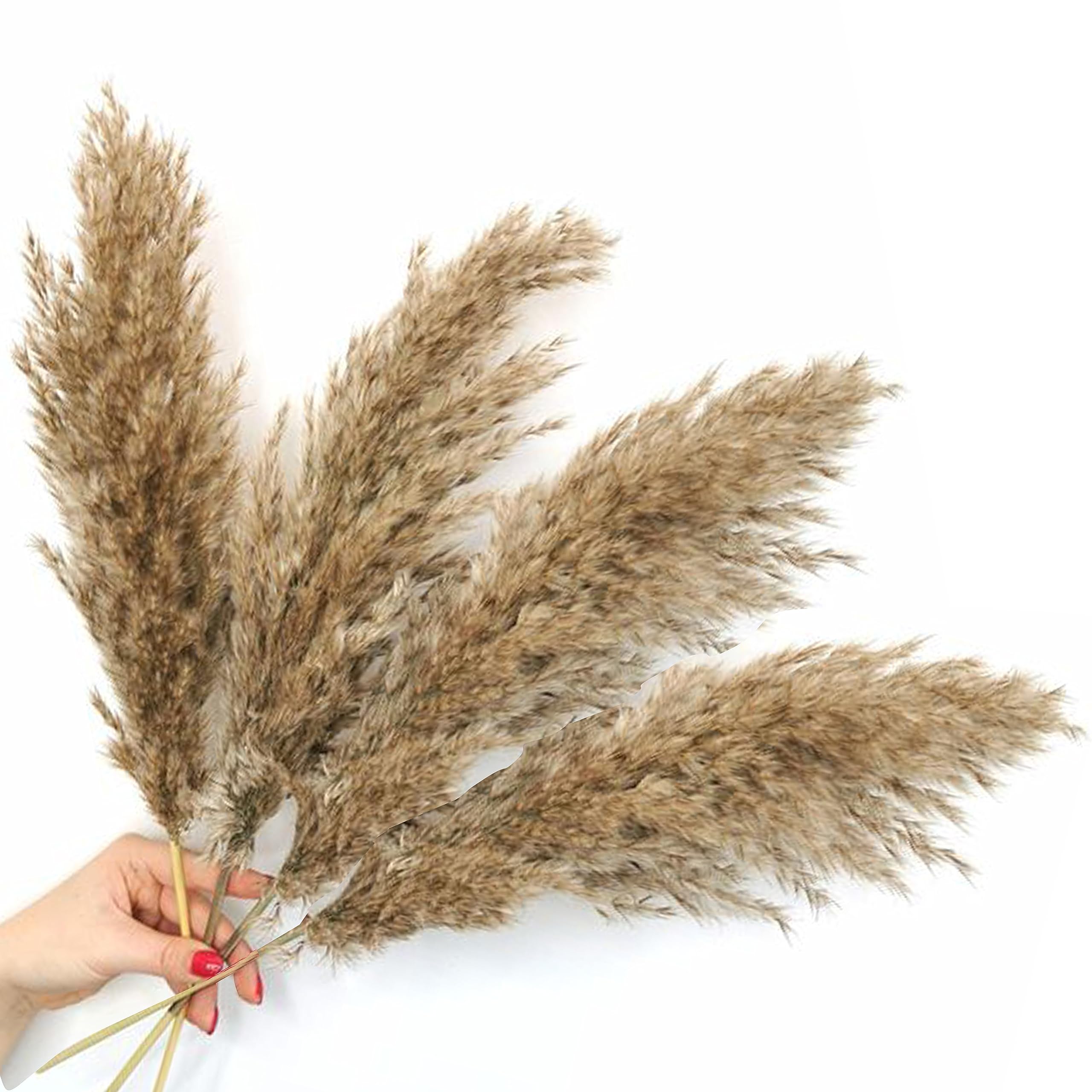 XTORE Dried 4 Pcs Pampas Grass for Home Decoration (Pack of 4 Sticks, Off-White)