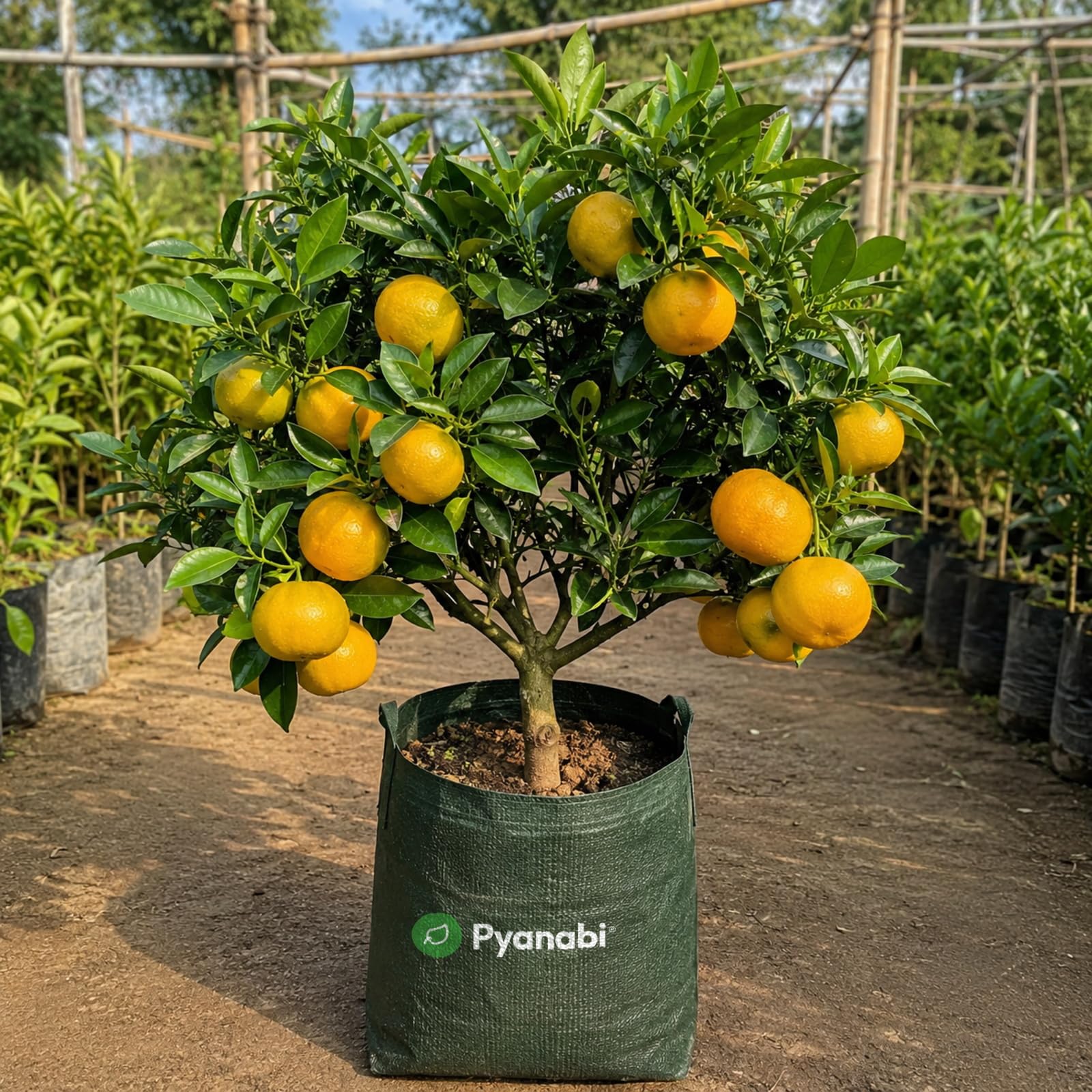 Meyer Lemon Plant - Grow Your Own Citrus! -20