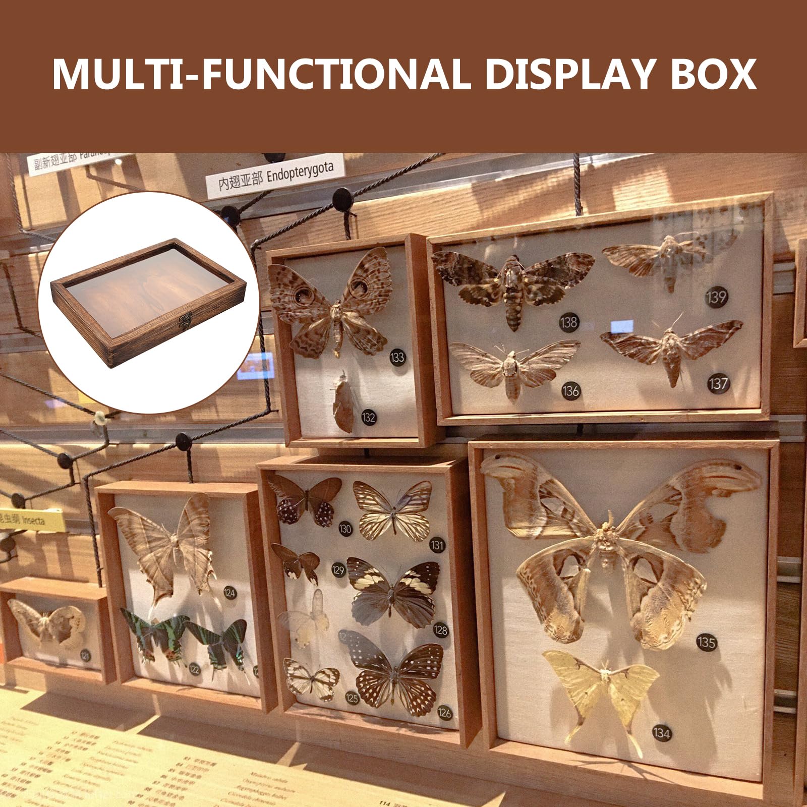 Amazon｜TOYMYTOY 標本ケース 木製 ディスプレイボックス 透明窓付き  