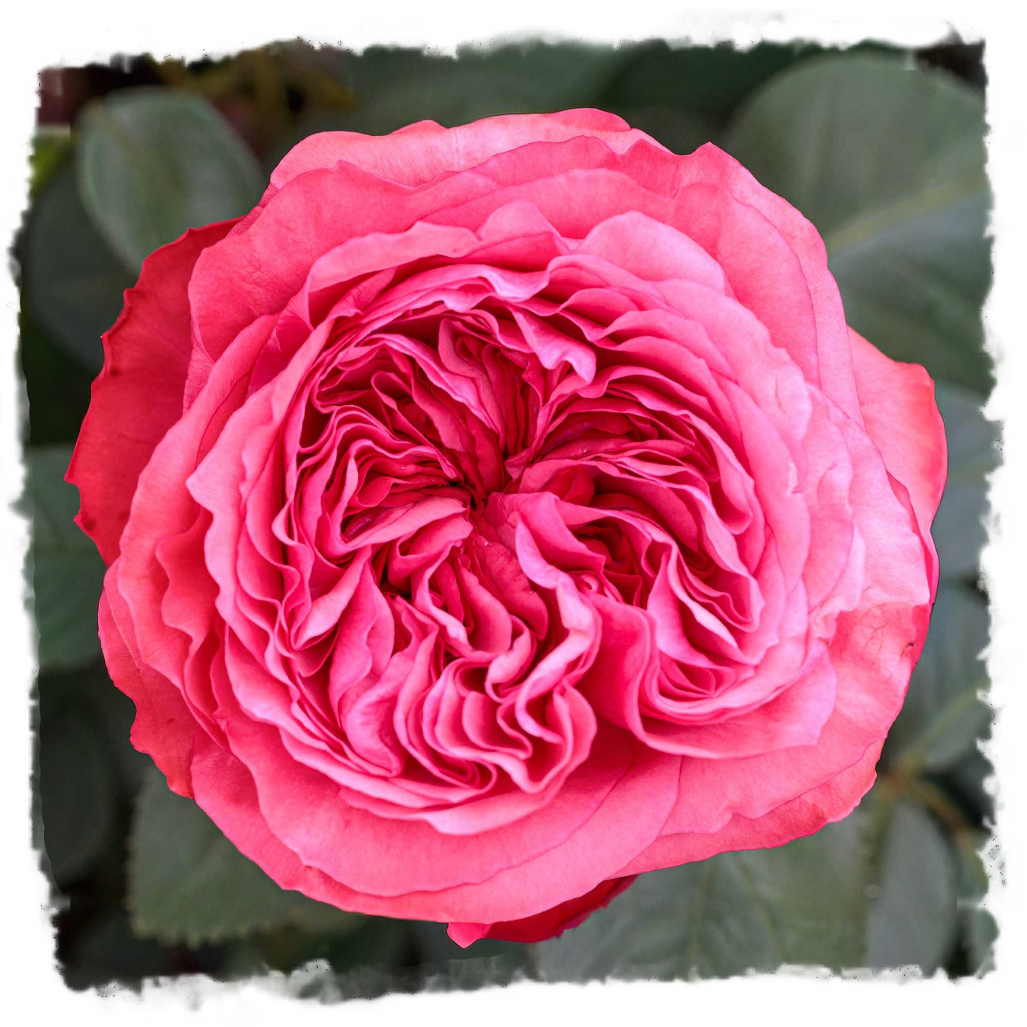 Loves Me Loves Me Not Rose