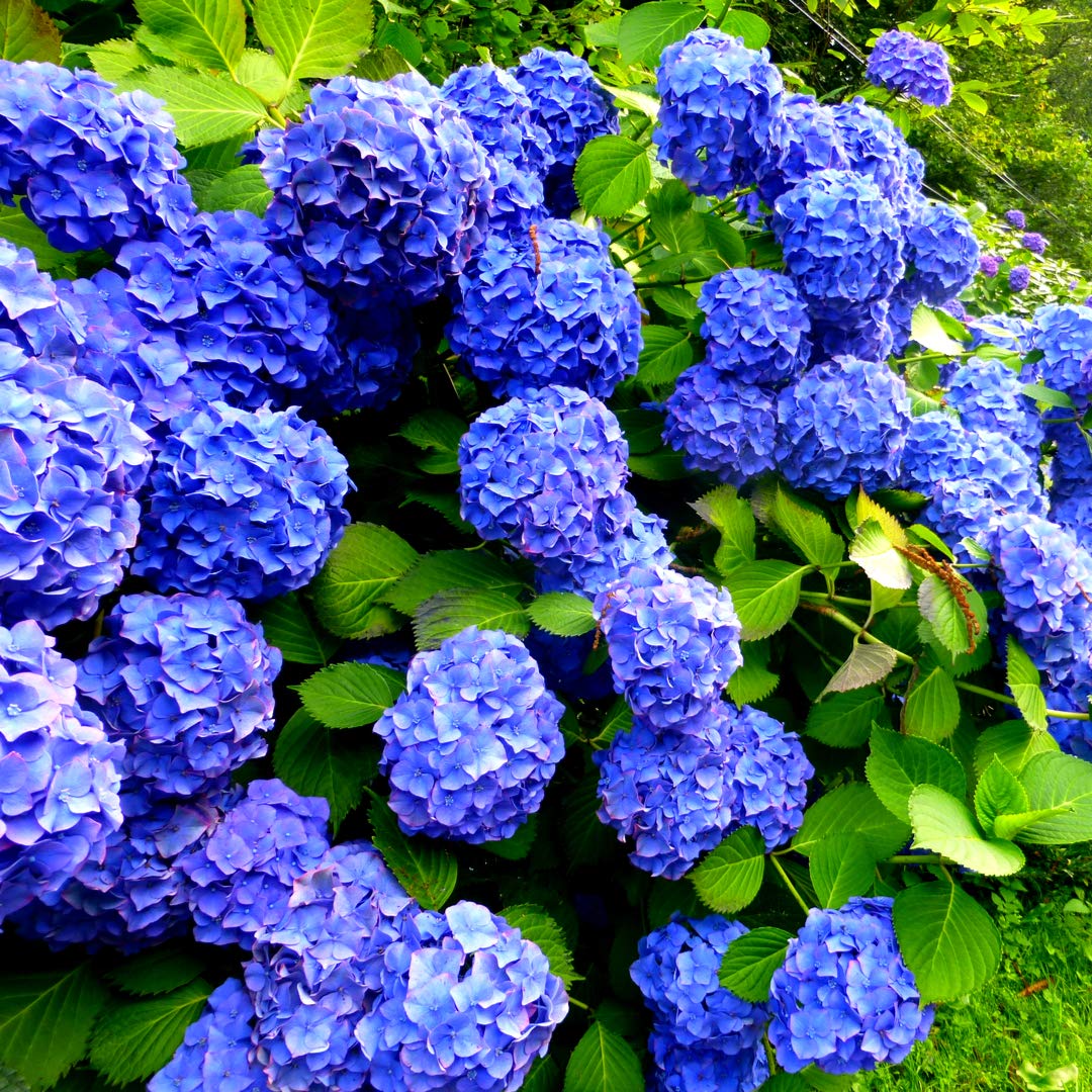 Hydrangea macrophylla 'Early Blue' in 2L Pot, Stunning Clusters of Blue Flowers 3fatpigs®