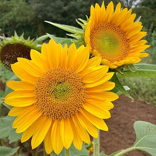 CHUXAY GARDEN Sunrich Gold Sunflower 1000 semillas preciosas flores doradas de fácil cuidado alta tasa de germinación planta decorativa llamativa