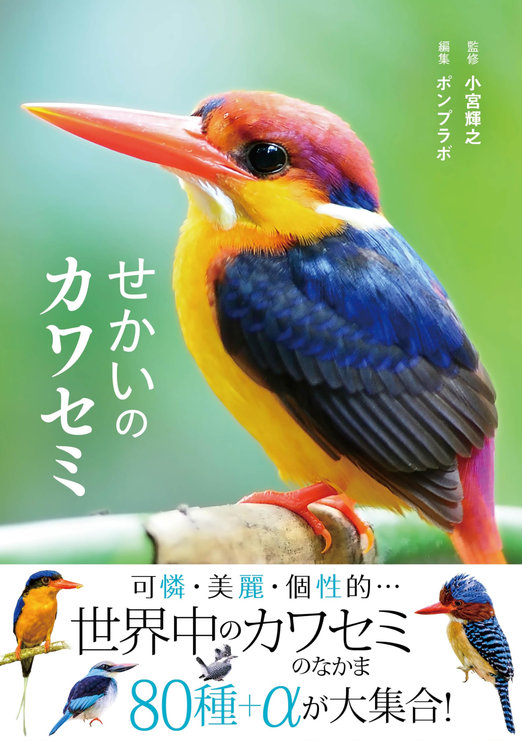 はるき　本物！カワセミのツガイ、剥製、美品 カワセミの腕輪 | 魔界ノ風鷹