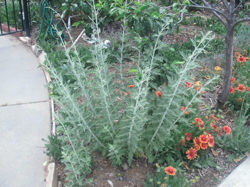 3 Starter Plants of Perovskia Russian Sage