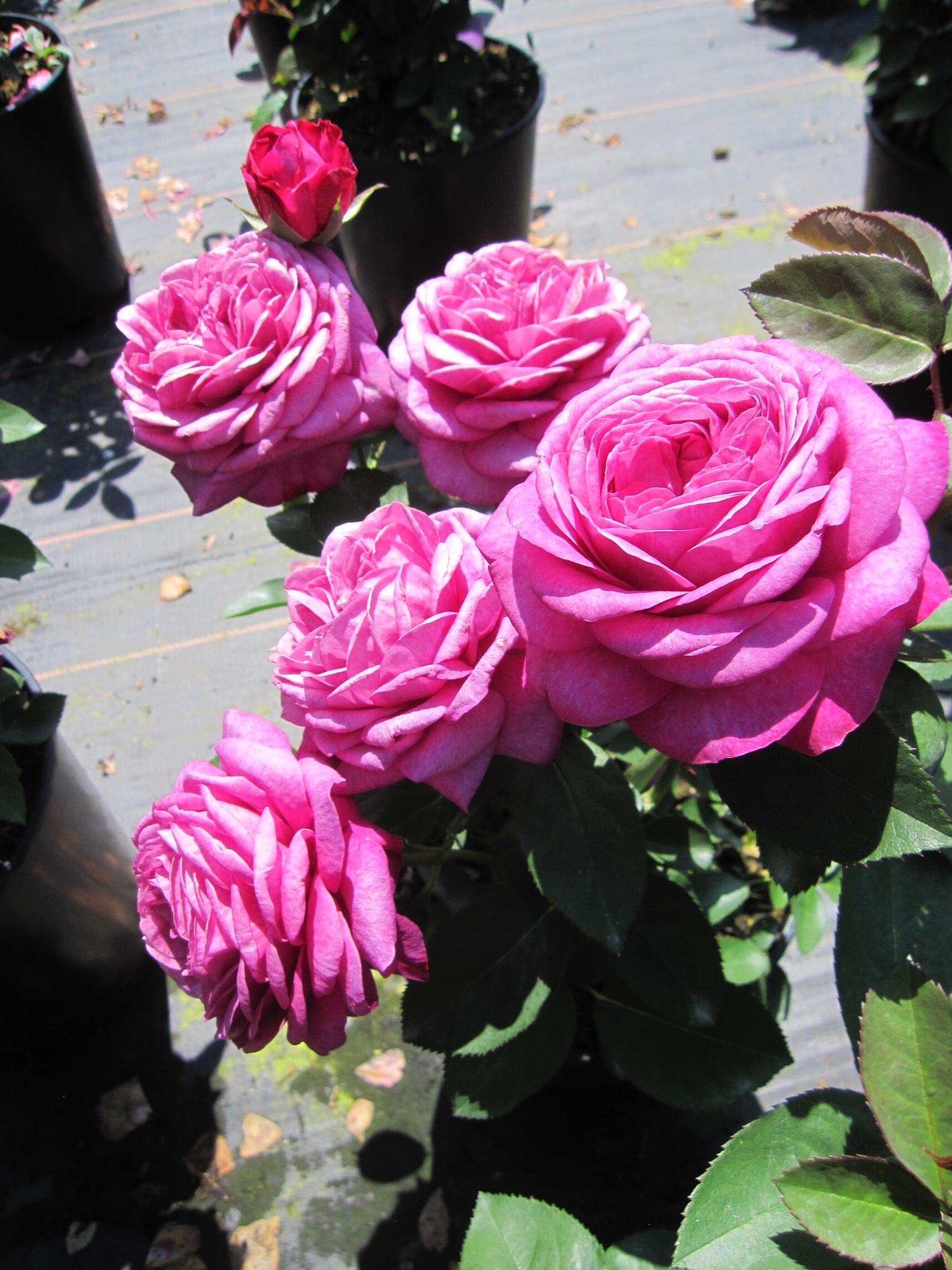 Zwergrose Heidi Klum ® - Rosa Heidi Klum ® - Tantau Rose
