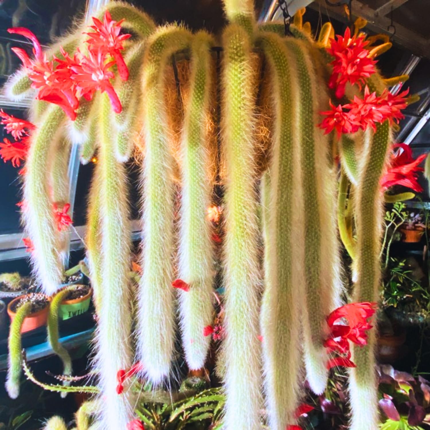 Monkey Tail Cactus Live Plant, Trailing Succulent Cactus Bareroot, 3-6” Tall Rooted, Monkey Tail Cactus for Indoor Outdoor Growing