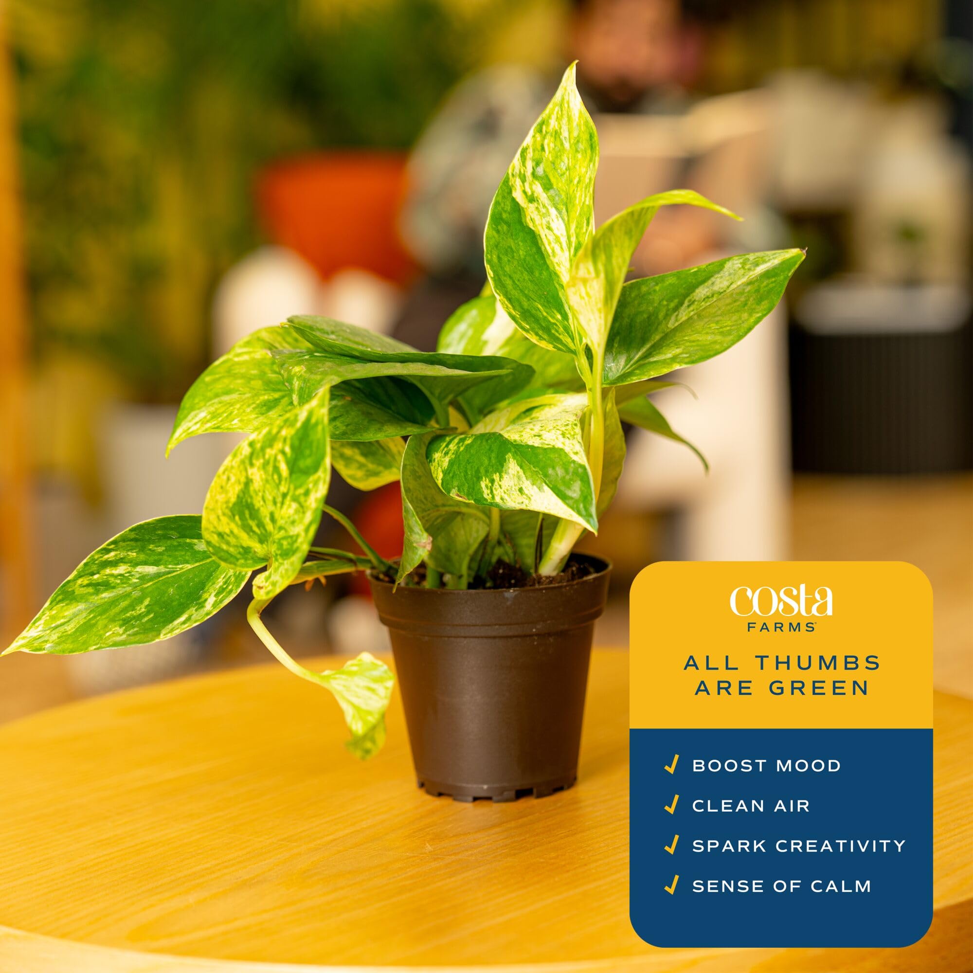 Amazon.com : Costa Farms Pothos Live Plants, Devil's Ivy in Plastic Pots,  Easy to Maintain, Air Purifying Indoor Houseplants, Room or Office Decor,  House Warming or Birthday Gift, 8-12 Inches Tall, Pack