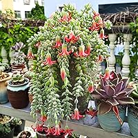 Vista 9 de Cotyledon Pendens de 4 pulgadas, suculenta viva completamente enraizada en macetas con mezcla de tierra, planta doméstica rara para la decoración